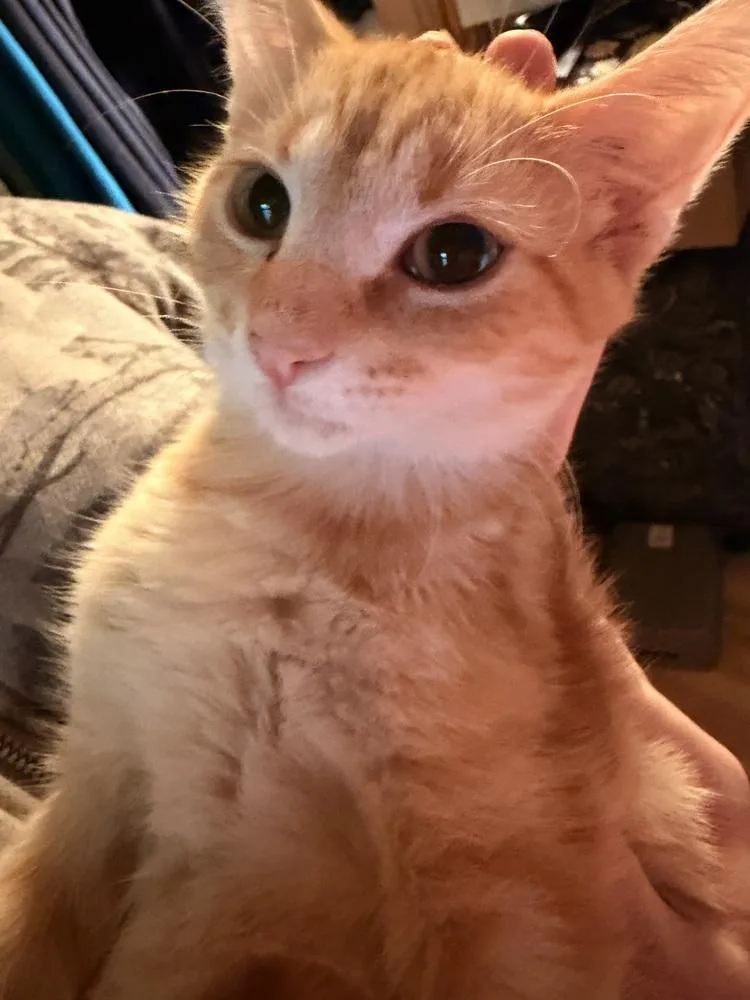 A baby medium-sized male Domestic Short Hair cat named Curry for adoption in Lansing, MI