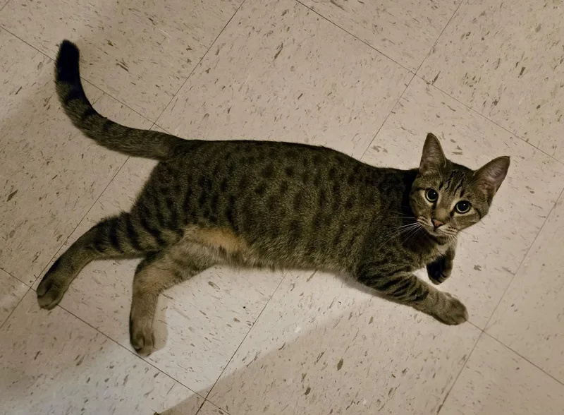 Chevy =^.^= thumbnail 2