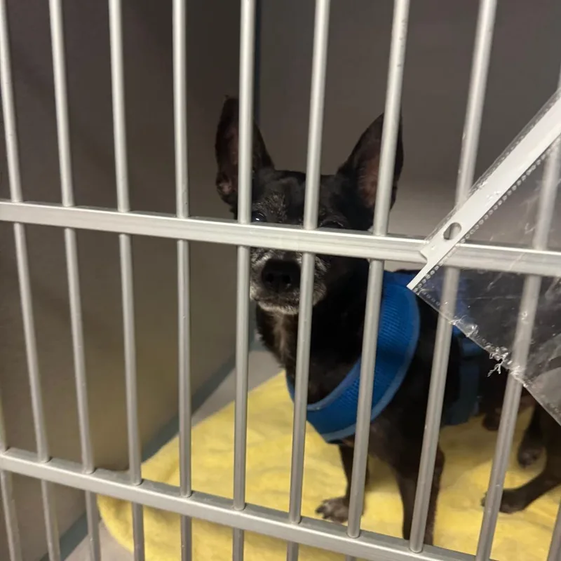 A senior small-sized male Black Chihuahua dog named Scoob for adoption in Port Charlotte, FL