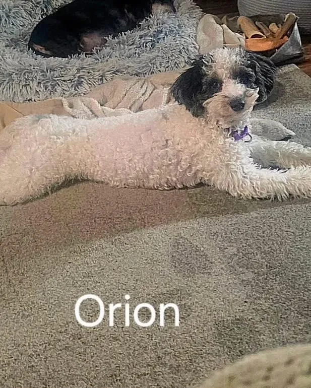 Orion thumbnail 2