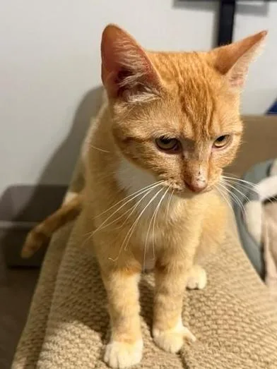 Cheetoh thumbnail 3