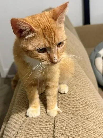 Cheetoh thumbnail 4