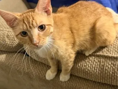 Cheetoh thumbnail 5