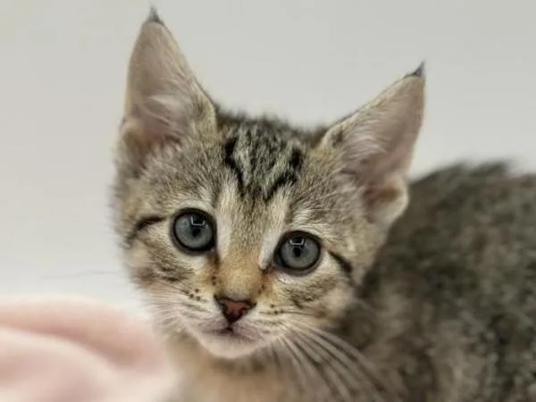 A baby small-sized female Domestic Short Hair cat named Esmeralda for adoption in Portland, OR