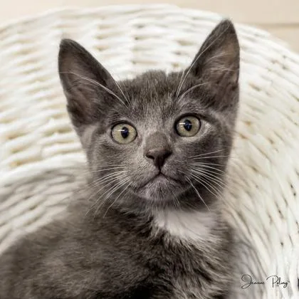 A baby small-sized male Domestic Short Hair cat named Ronan for adoption in Camano Island, WA