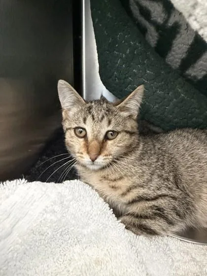 A baby small-sized female Domestic Short Hair cat named Cashew for adoption in Westland, MI