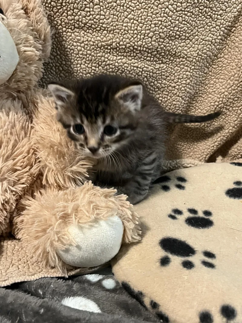A baby medium-sized male Tabby (Leopard / Spotted) Tabby cat named Hehe for adoption in Fruit Heights, UT