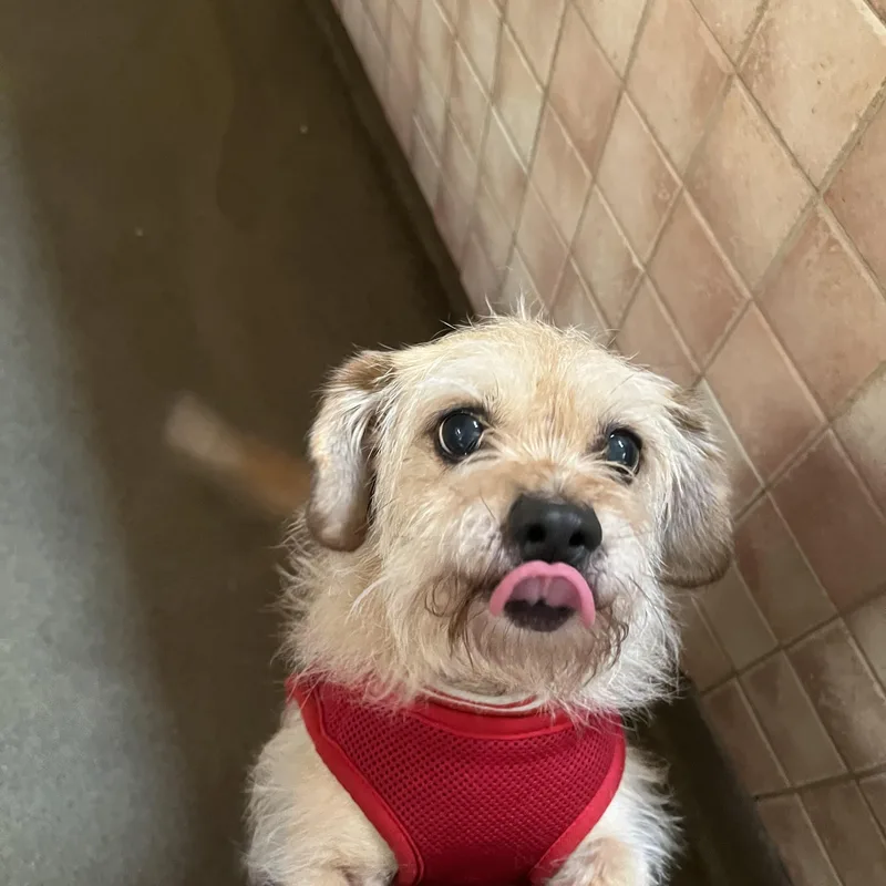 An adult small-sized female Brown / Chocolate Terrier dog named Chloe for adoption in Boca Raton, FL