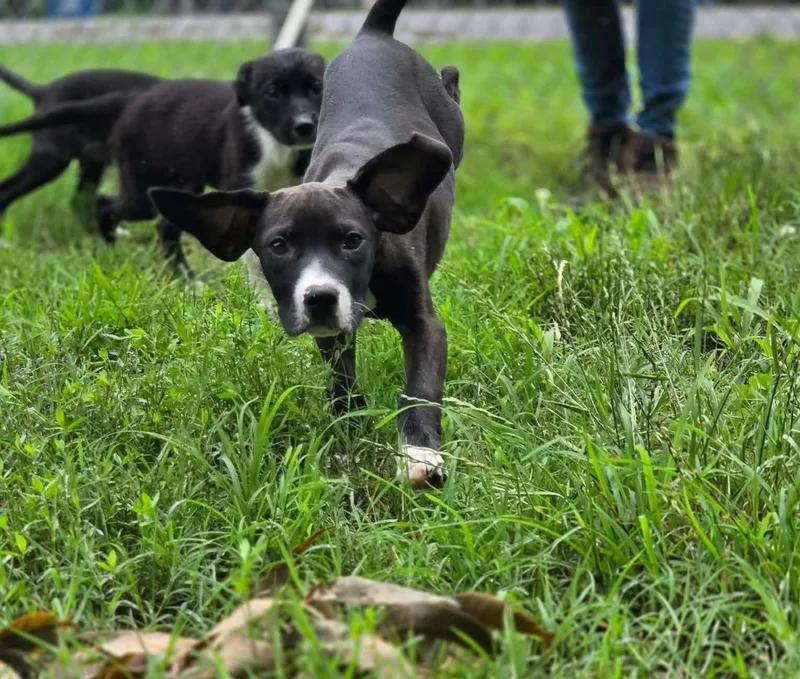 A baby medium-sized male Black Hound dog named Dean for adoption in Anniston, AL
