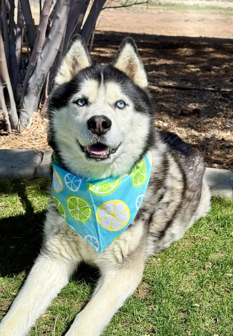 A senior large-sized male Black Husky dog named Husk for adoption in Gardnerville, NV