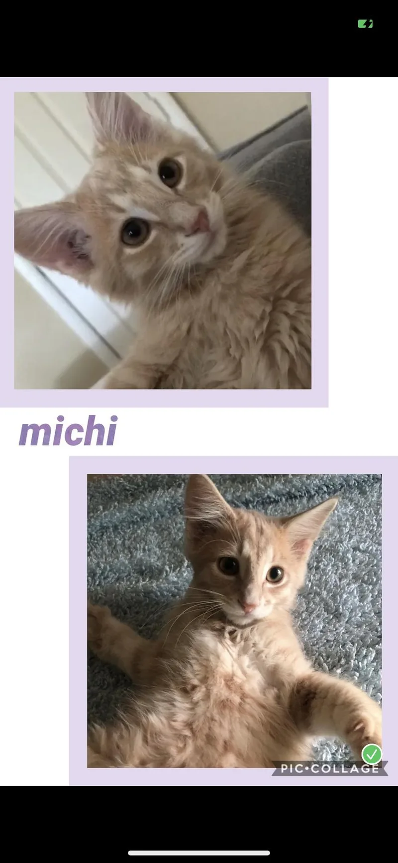 A baby medium-sized male Tabby cat named Michi for adoption in Louisville, KY