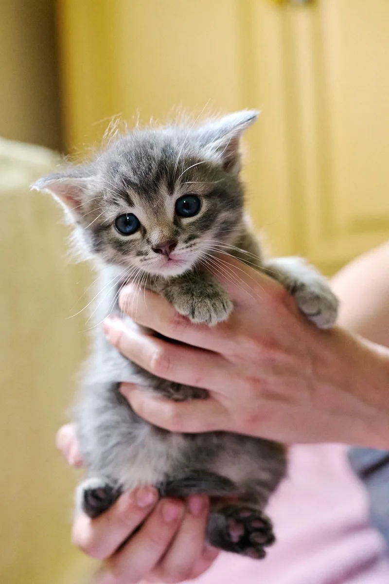 A baby medium-sized female Tabby (Gray / Blue / Silver) Domestic Short Hair cat named Cherry for adoption in Floyd, VA