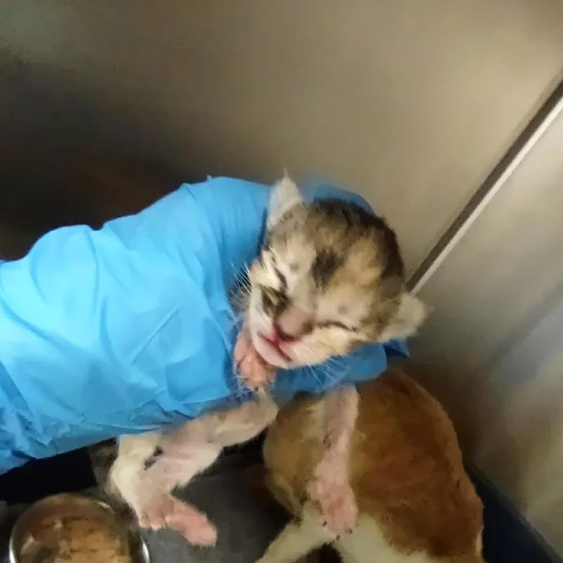 A baby small-sized female Tortoiseshell Domestic Short Hair cat named Clementine for adoption in Upland, CA