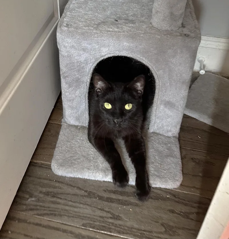 An adult medium-sized female Black Domestic Short Hair cat named Mistletoe Greenway for adoption in Philadelphia, PA