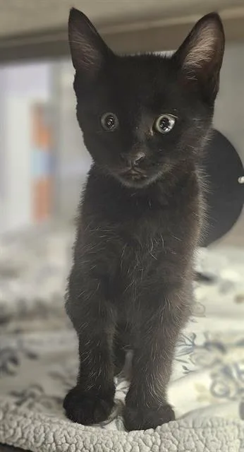 A baby small-sized male Domestic Short Hair cat named Sal for adoption in Santa Cruz, CA