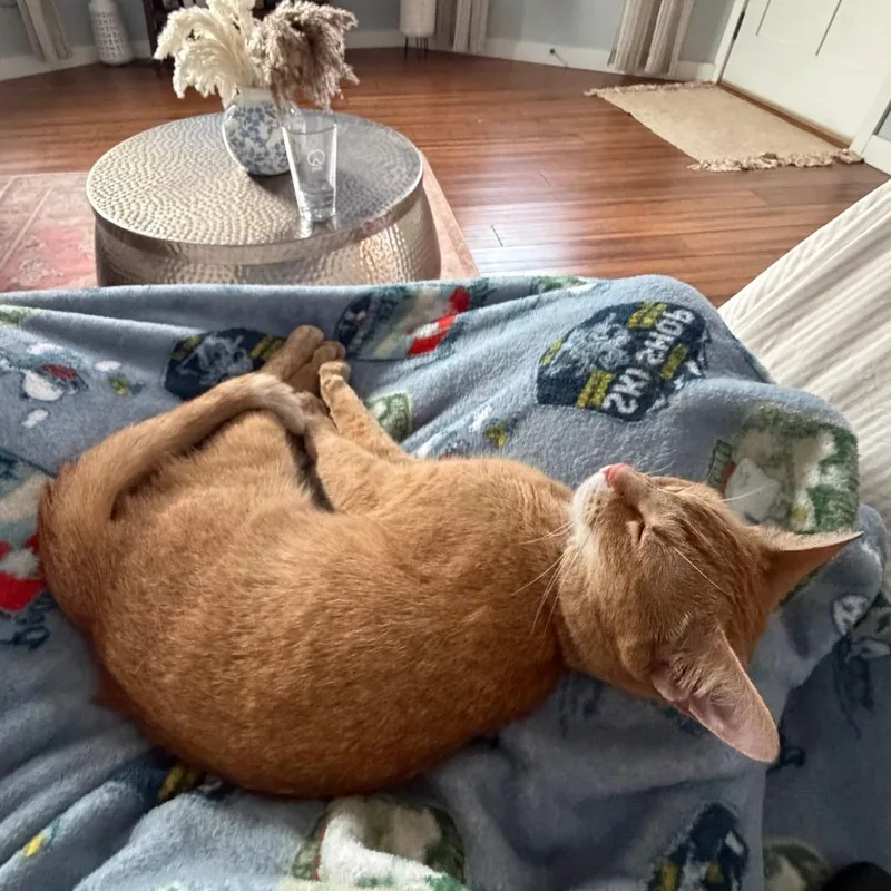 A young medium-sized female Orange / Red Abyssinian cat named Elle for adoption in Novelty, OH