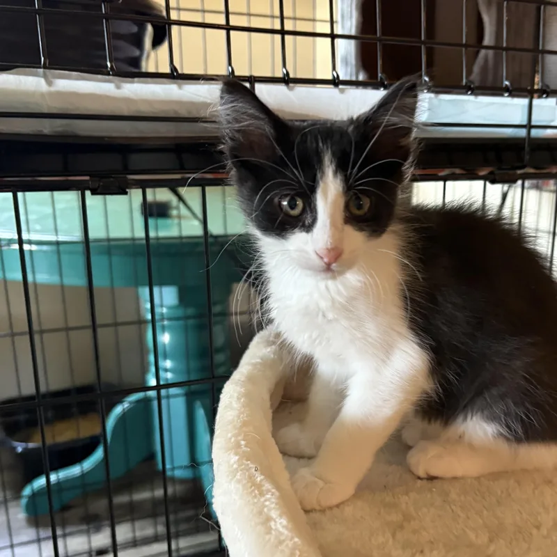 A baby large-sized male Black & White / Tuxedo Domestic Long Hair cat named Waffles for adoption in Colcord, OK