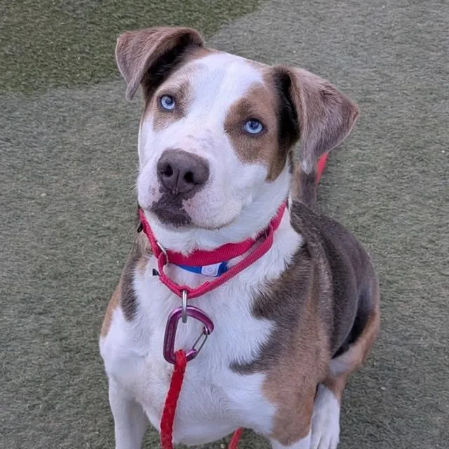 An adult large-sized male Pit Bull Terrier dog named Atlas for adoption in Las Vegas, NV