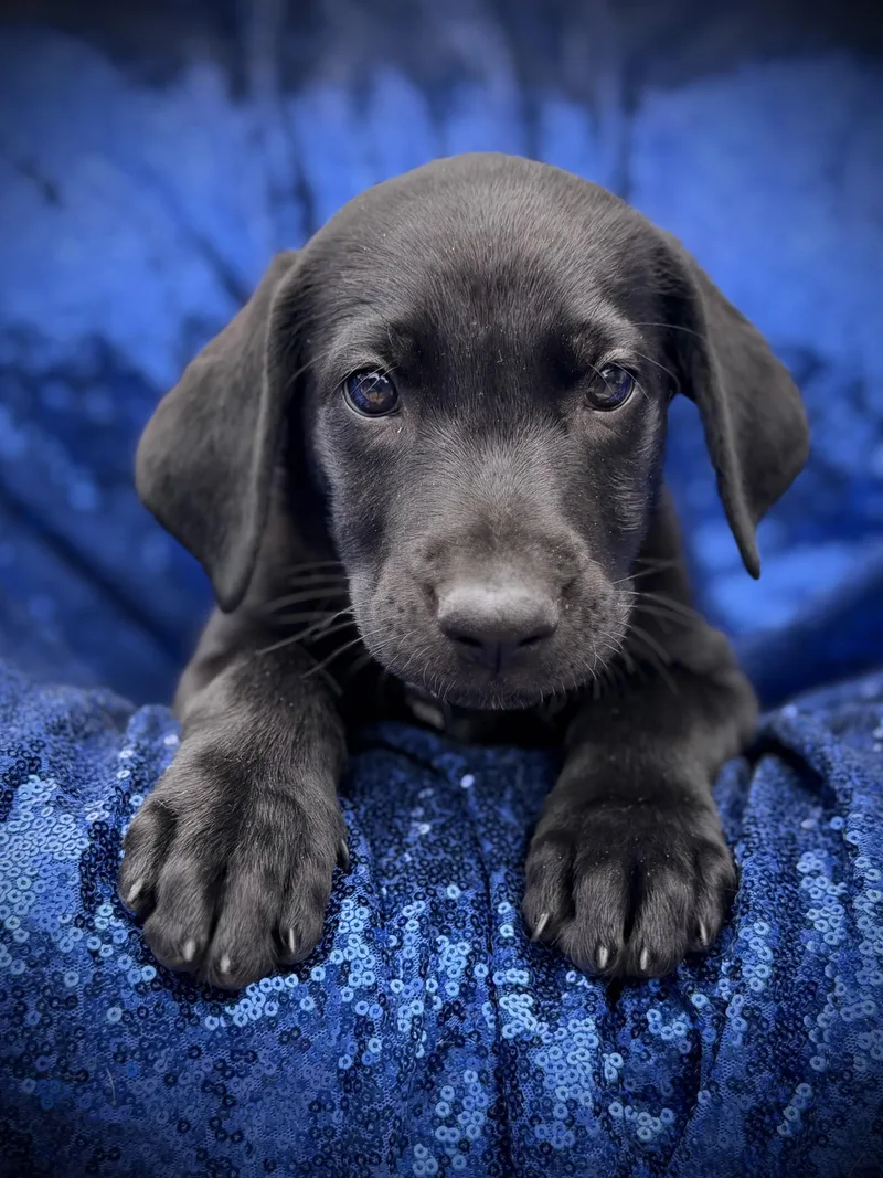 A baby large-sized male Black Labrador Retriever dog named Alfalfa for adoption in la habra, CA