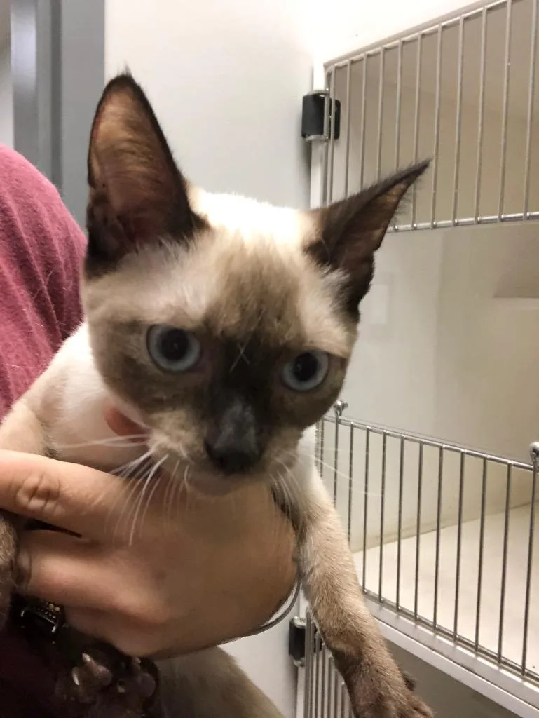A young medium-sized female Domestic Long Hair cat named Brooke for adoption in Benton, AR