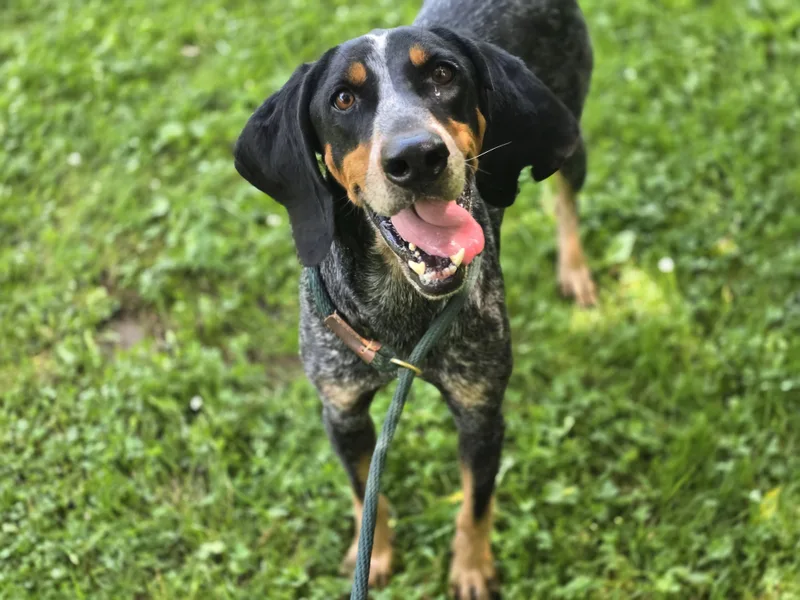 An adult medium-sized male Merle (Blue) Bluetick Coonhound dog named Duke for adoption in Maynardville, TN