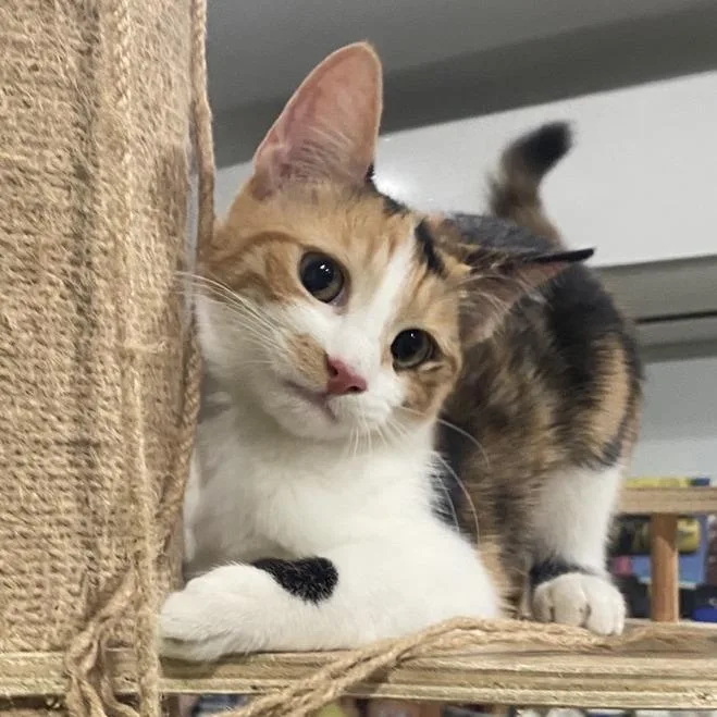 A baby small-sized female Calico Domestic Short Hair cat named Rose for adoption in Los Angeles, CA
