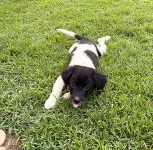 A baby small-sized female Australian Shepherd dog named Maria for adoption in Knoxville, TN