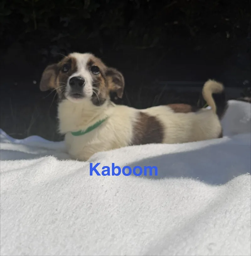 A baby medium-sized male Australian Shepherd dog named Kaboom for adoption in Pawleys Island, SC