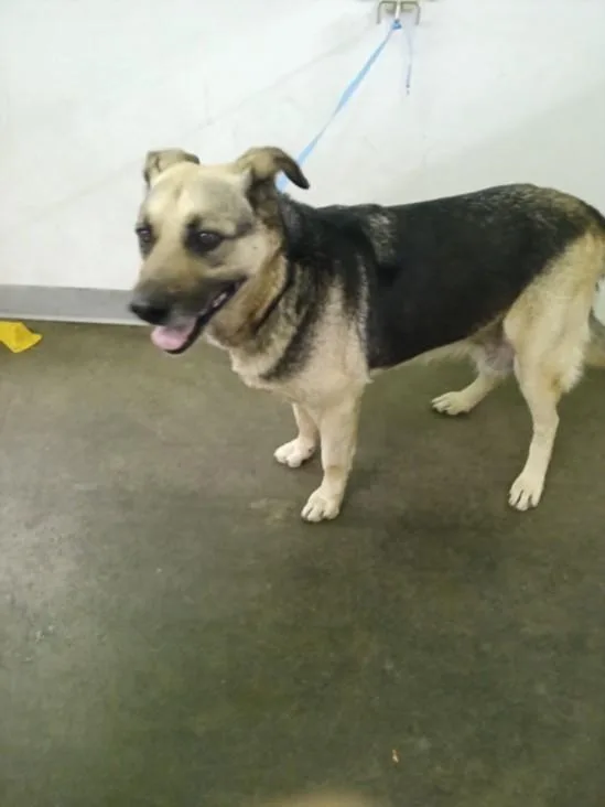 An adult large-sized female German Shepherd Dog dog named Charm for adoption in Los Angeles, CA