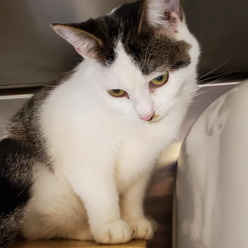 An adult medium-sized female Tabby cat named Ellie May for adoption in Muncie, IN