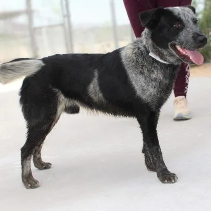 An adult medium-sized male Cattle Dog dog named Cody for adoption in Phoenix, AZ