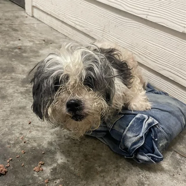 A senior small-sized female Maltese dog named Bambi for adoption in San Antonio, TX