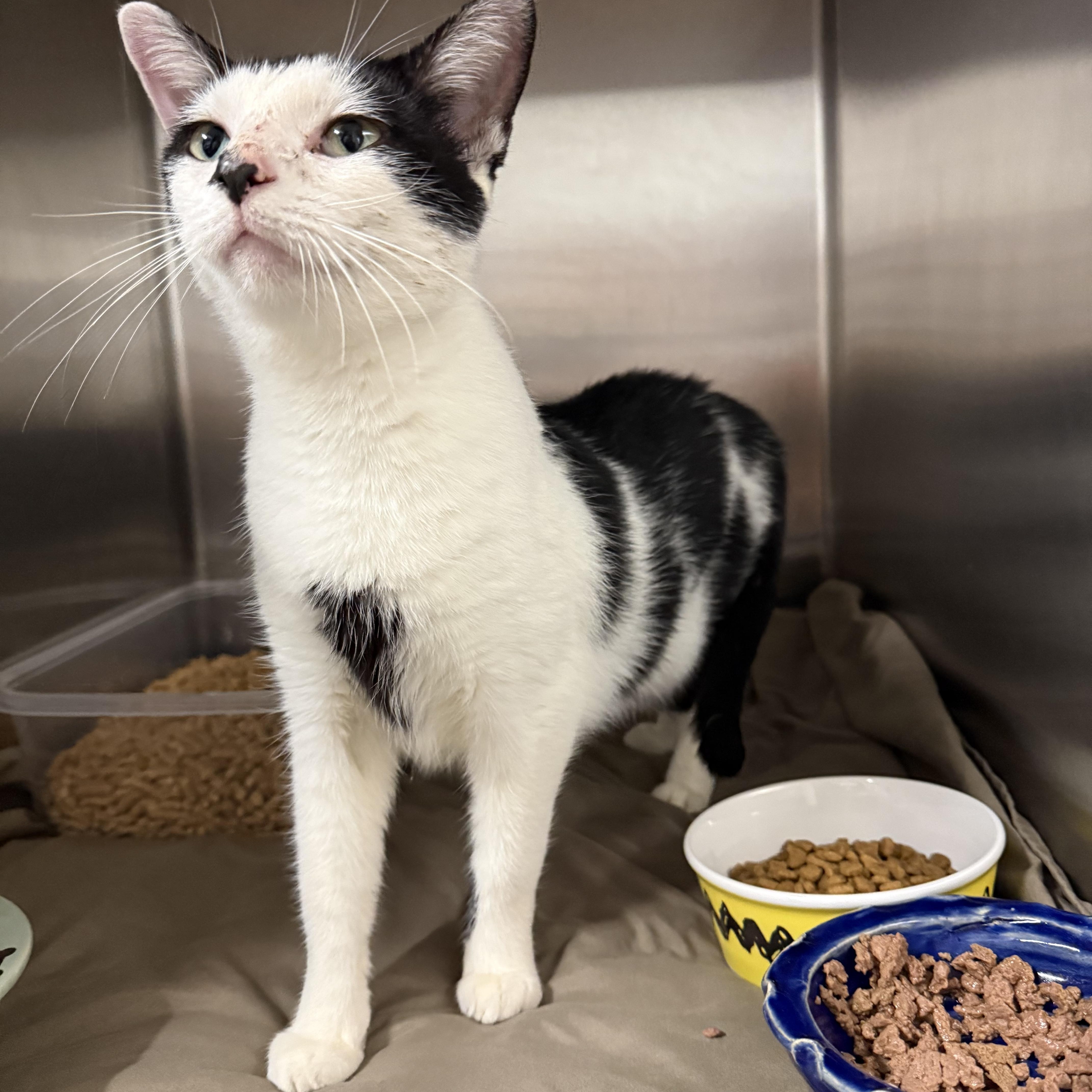 A young medium-sized female Domestic Short Hair cat named Batgirl for adoption in Hendersonville, TN