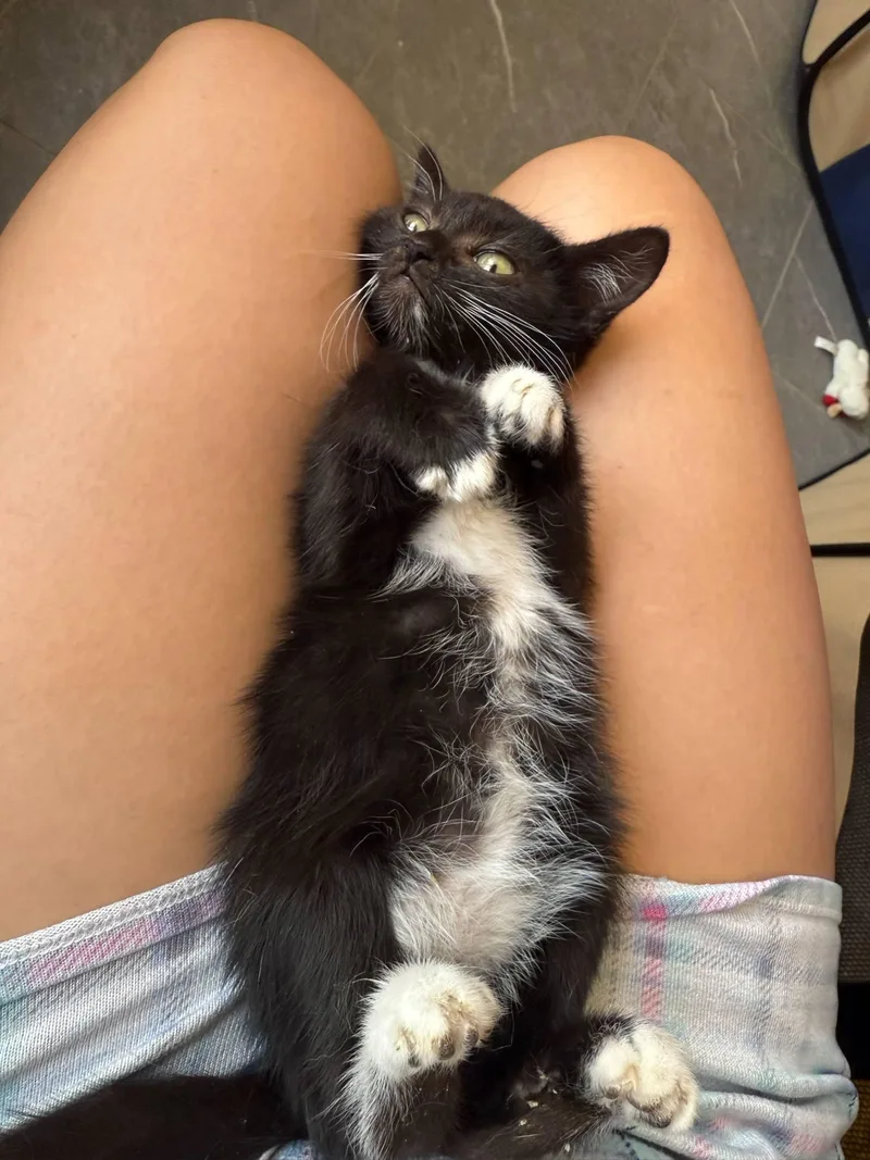 A baby medium-sized female Black & White / Tuxedo Domestic Short Hair cat named Cinnamon for adoption in Glendale, AZ