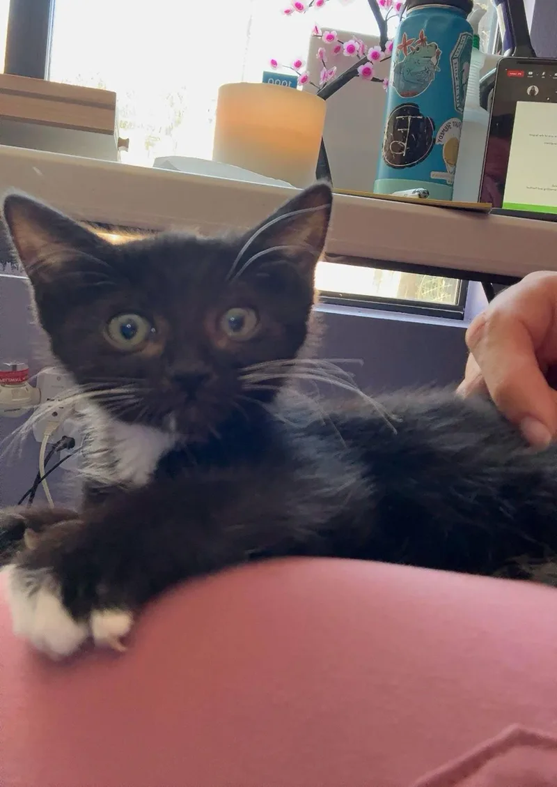 Cinnamon thumbnail 3