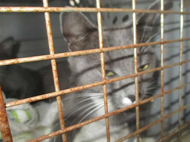 A young small-sized female Domestic Short Hair cat named Ash for adoption in Ocala, FL