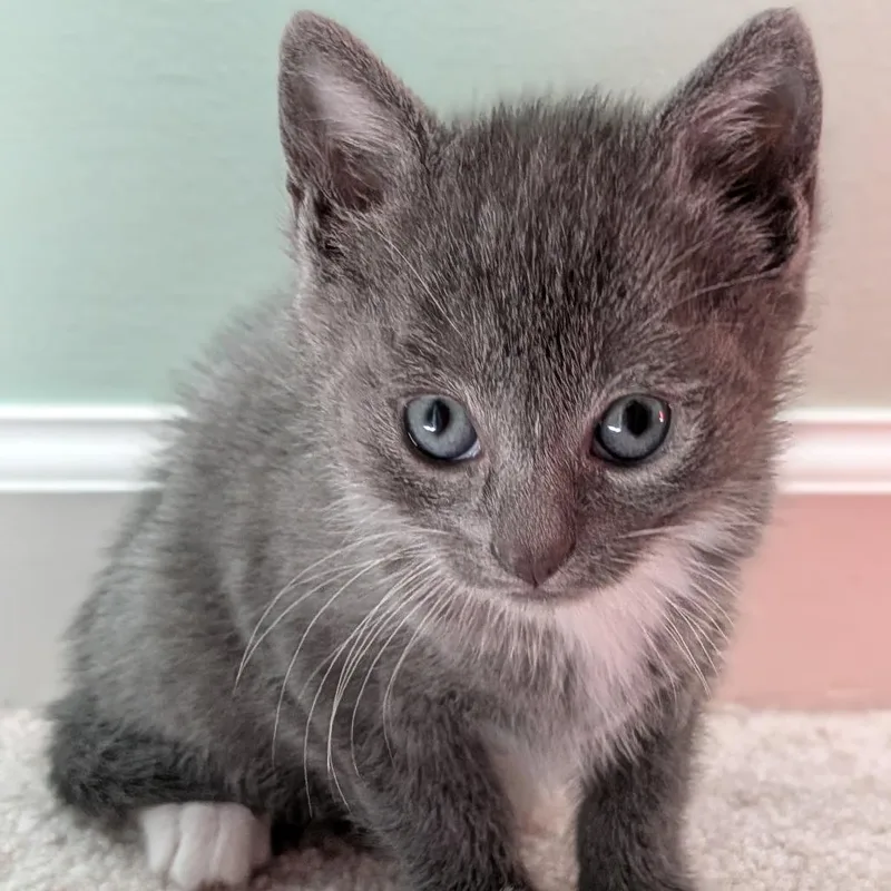 A baby small-sized female Gray / Blue / Silver Domestic Short Hair cat named Denim for adoption in North Branford, CT