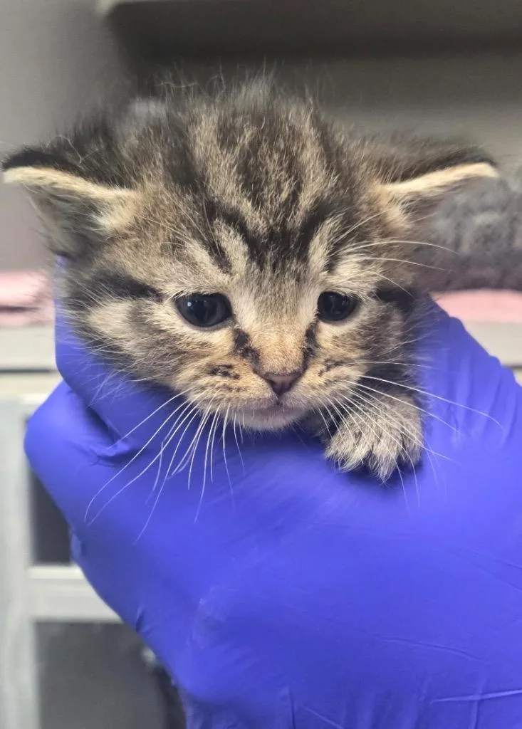 A baby small-sized male Domestic Short Hair cat named TC Tony for adoption in Greencastle, IN