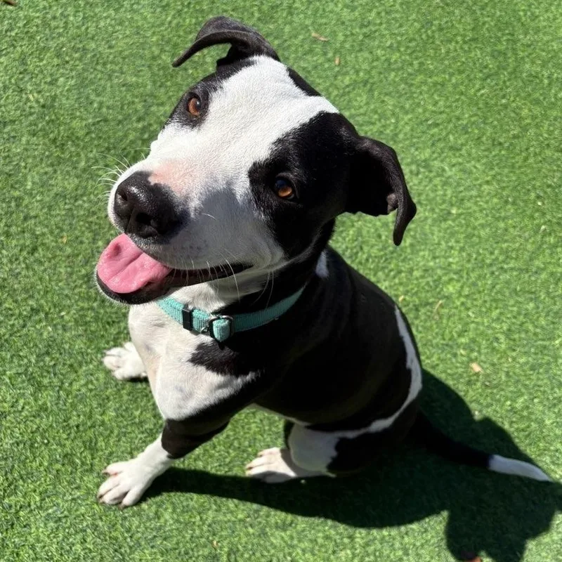 A young medium-sized female Black American Staffordshire Terrier dog named Gretel for adoption in Houston, TX