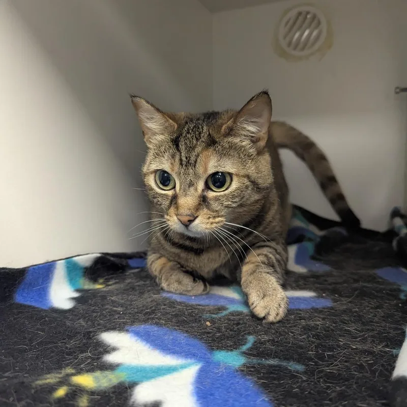A senior small-sized female Domestic Short Hair cat named Bean for adoption in Jeffersonville, IN
