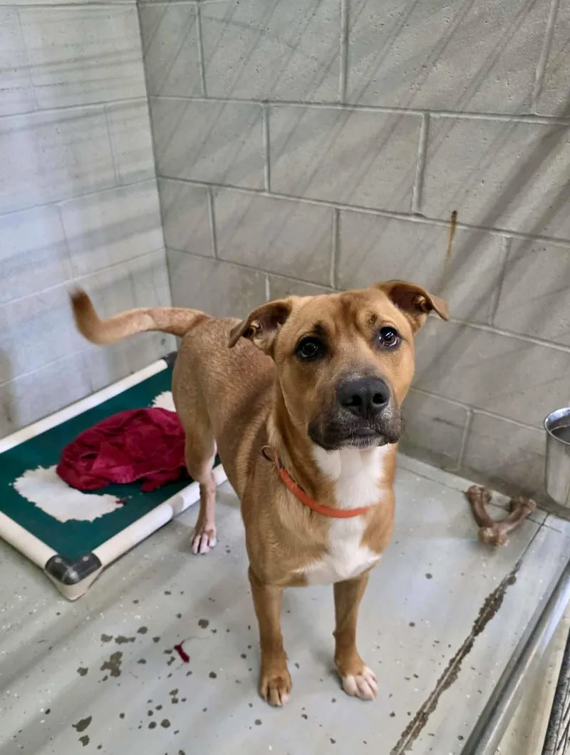 A young medium-sized male Pit Bull Terrier dog named Buckley for adoption in Detroit Lakes, MN