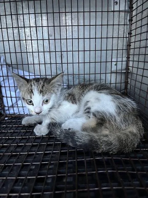 A baby small-sized female Domestic Short Hair cat named Nissan for adoption in Miami, FL