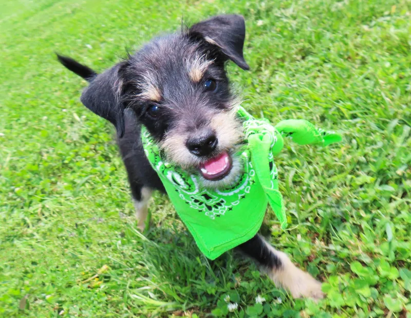 A baby small-sized male Border Terrier dog named Pj Cb for adoption in Rogers, AR