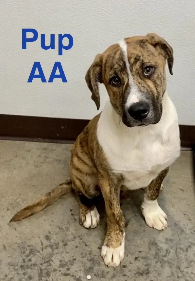 Pup Aa