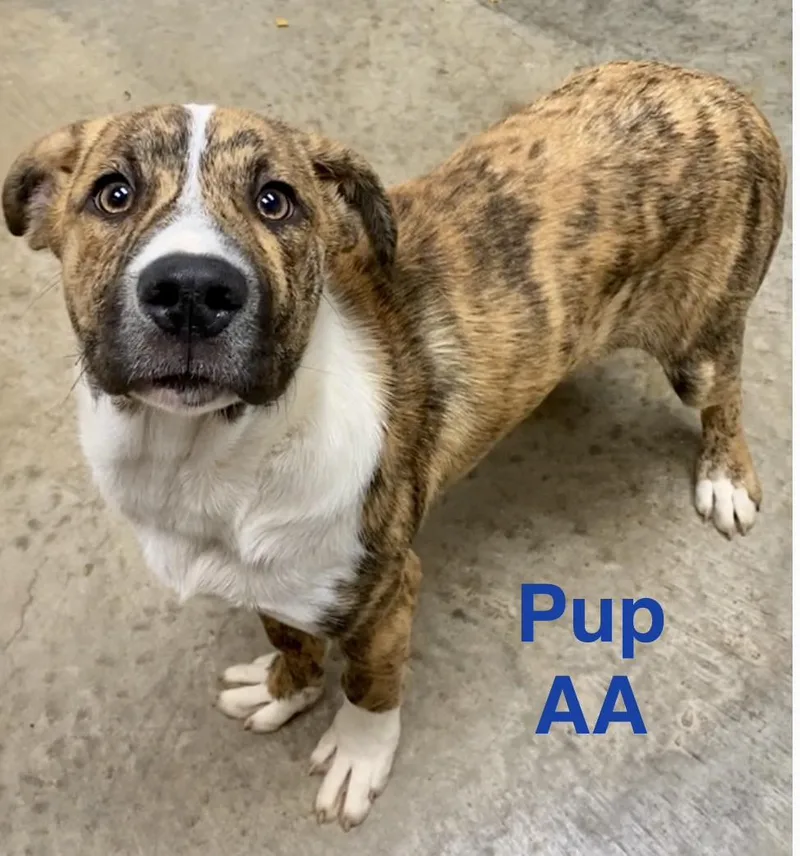 Pup Aa thumbnail 2