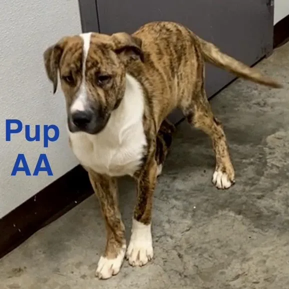 Pup Aa thumbnail 3