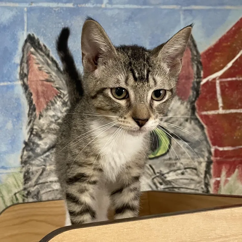 A baby small-sized male Domestic Short Hair cat named George for adoption in Laredo, TX