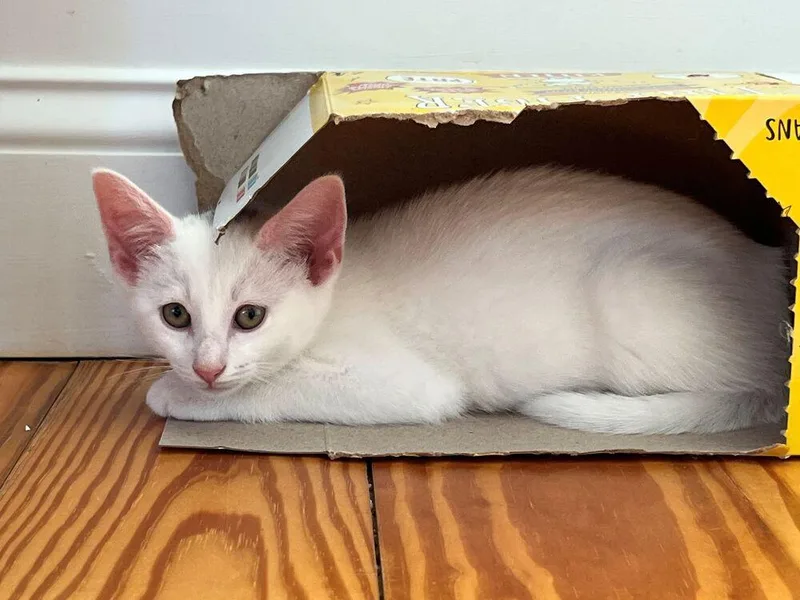 A baby small-sized female Black & White / Tuxedo Domestic Short Hair cat named Daria for adoption in Duxbury, MA