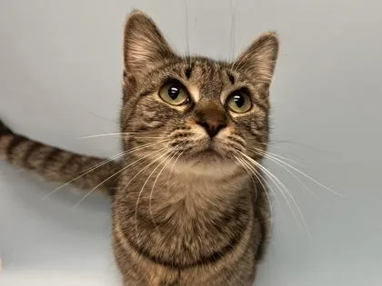 A young small-sized female Domestic Short Hair cat named Sweetie for adoption in Woodbury, MN