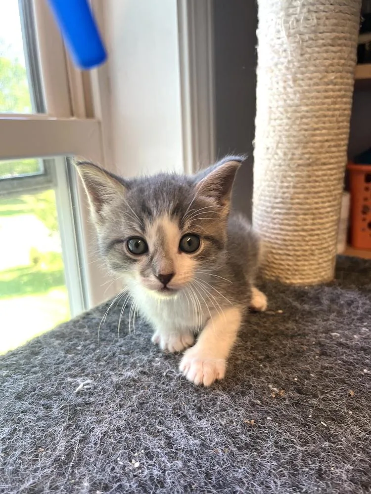 A baby small-sized male Gray & White Domestic Short Hair cat named Palmer for adoption in Emerald Isle, NC